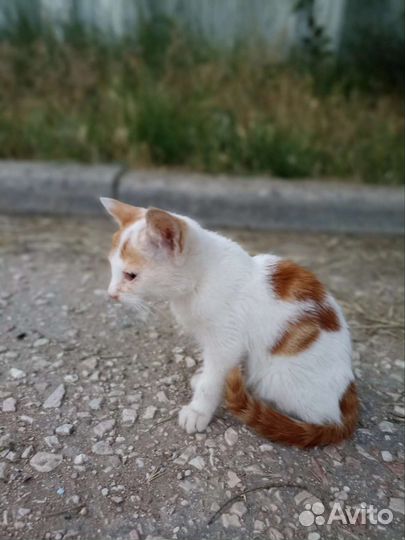 Рыжий котенок