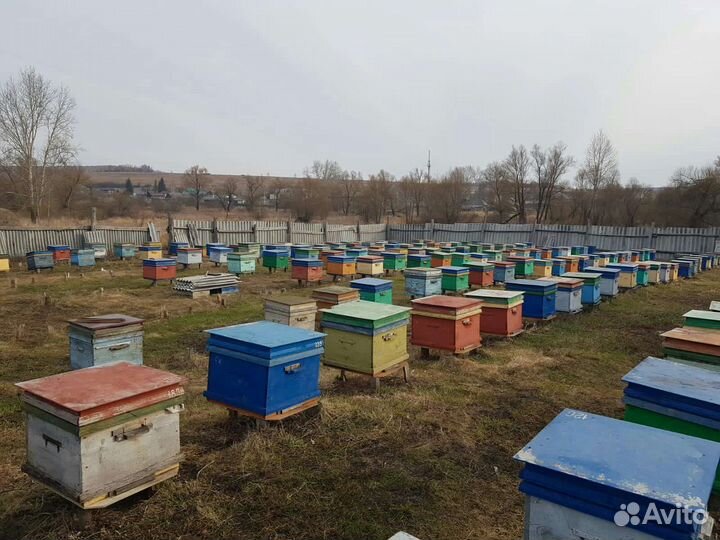 Пчёлы на высадку