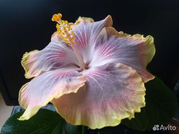 Гибискусы 1