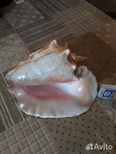 Морская раковина