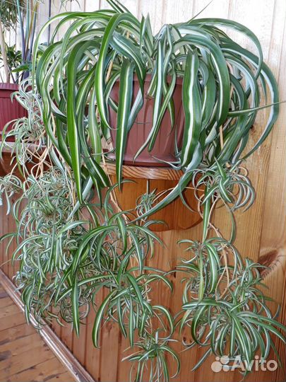 Хлорофитум кудрявый Бонни