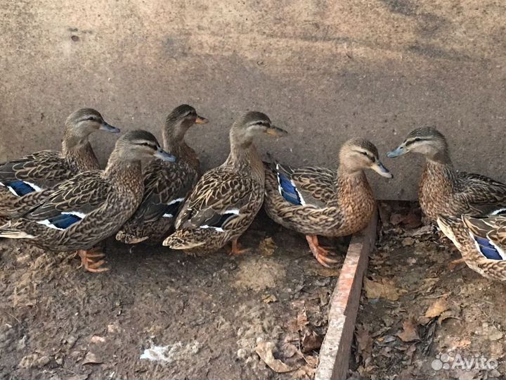 Подсадные утки доставка