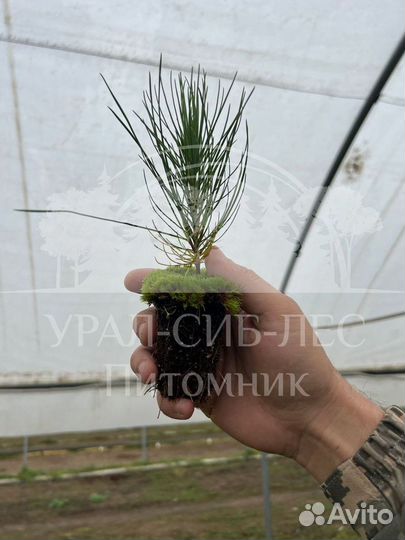 Сеянцы на лесовосстановление Горная сосна Мугус зк