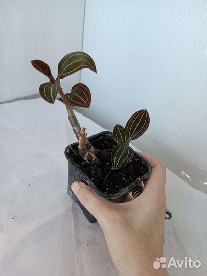 Орхидея Лудизия