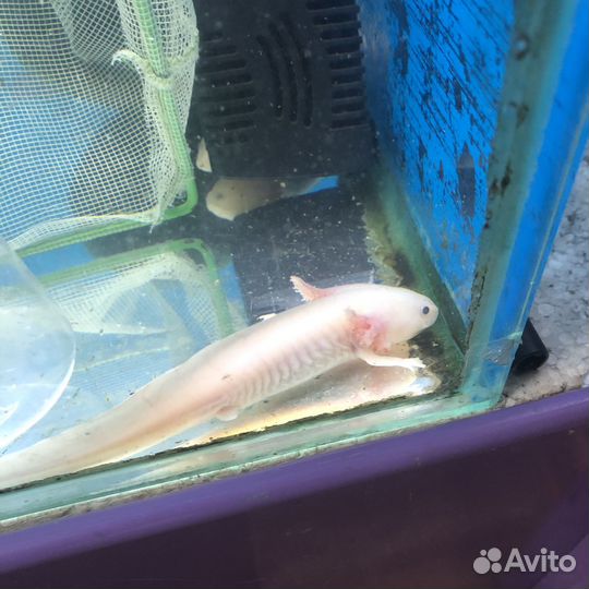 Аксолотль розовый и альбинос