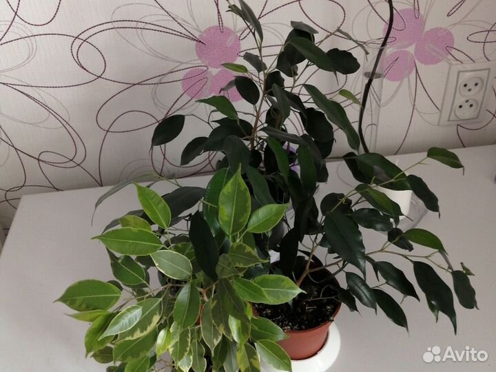 Фикус бенджамина