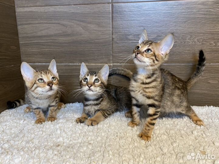 Чаузи котята Дамбо и Дина