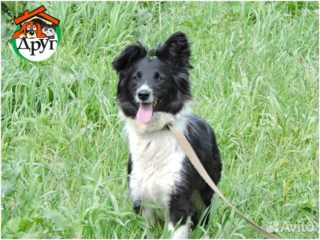 Эмма - черно-белая красавица