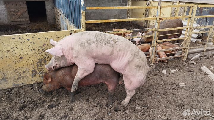 Хряк на случку Терминал