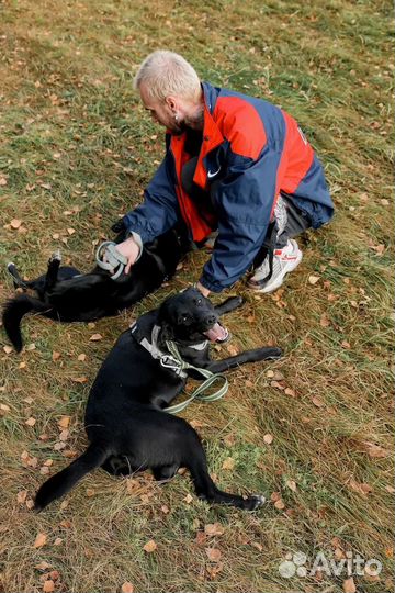 Помоги с выгулом собак в приюте