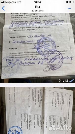 Западно сибирская лайка