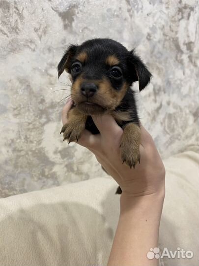 Мини Той-терьер щенки