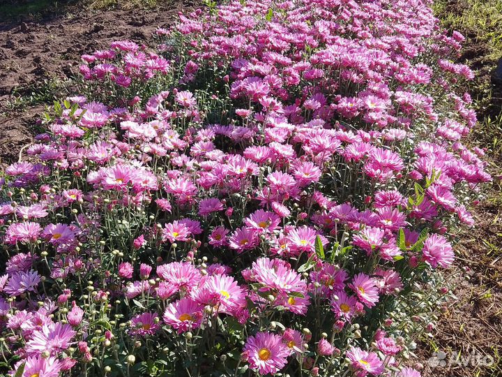 Хризантема корейская саженцы многолетники