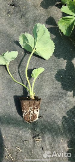 Рассада клубники