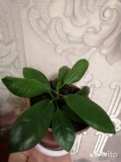 Фикус мокламе
