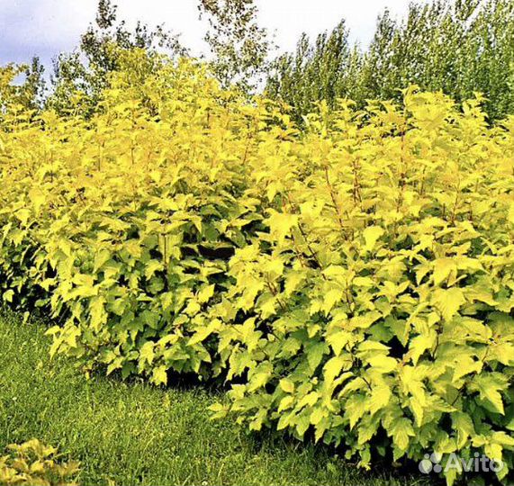 Пузыреплодник калинолистный Лютеус