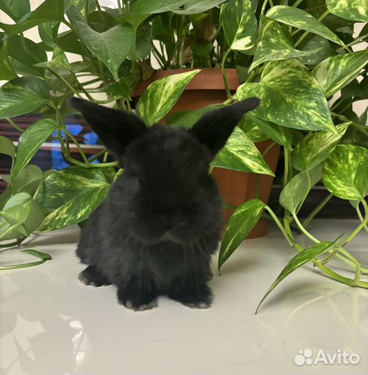 Декоративные кролики - очаровашки