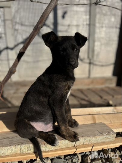 Щенок в добрые руки бесплатно