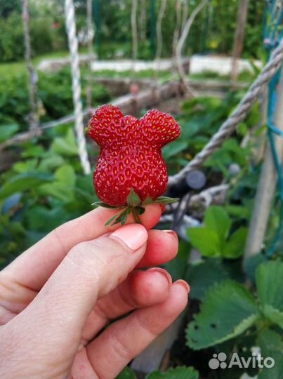 Рассада клубники