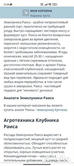 Рассада клубники