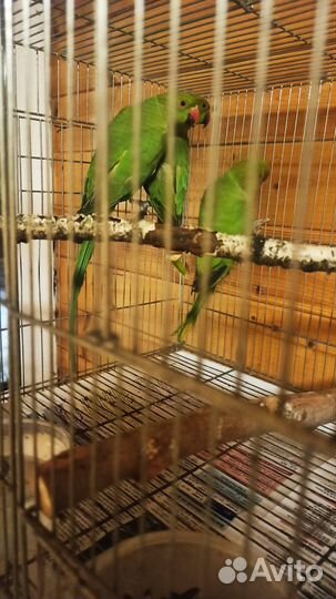 Птенцы ожереловых попугаев