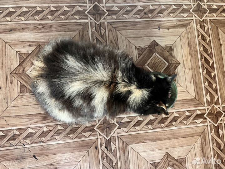 Кошечка подросток