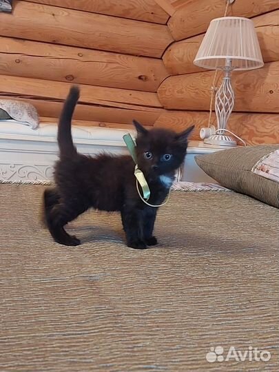 Котики в добрые руки