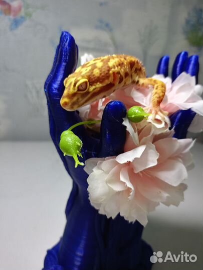 Ящерица эублефар