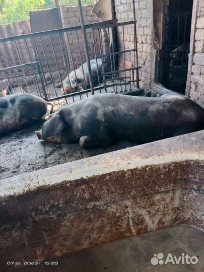 Свиньи 5 штук