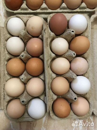 Домашние куриные яйца