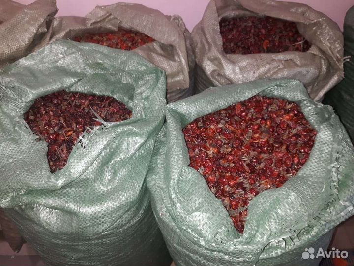 Продам шиповник