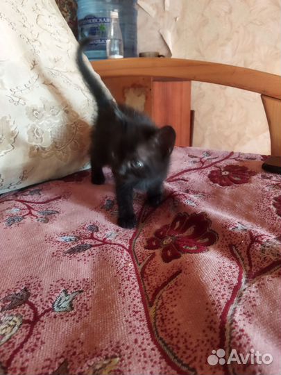 Котята в добрые руки бесплатно