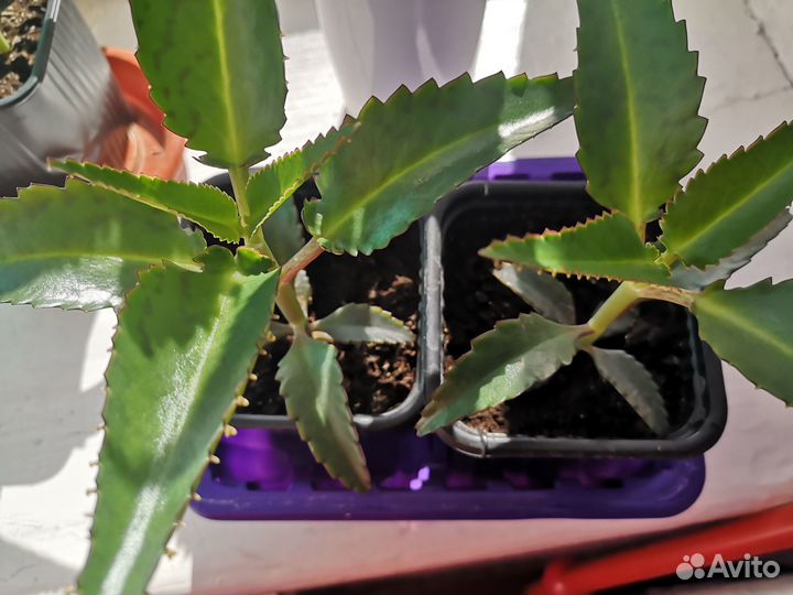 Каланхоэ растение