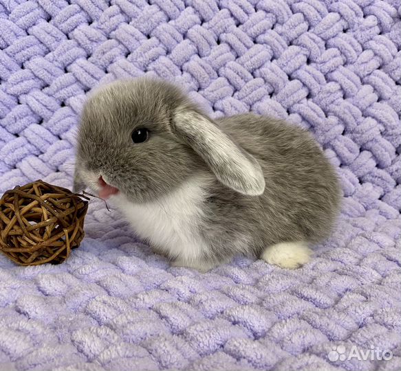 Карликовый крольчонок