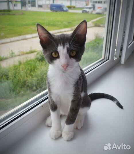 Котёнок Сота