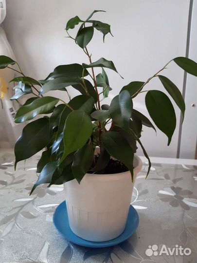 Фикус бенджамина