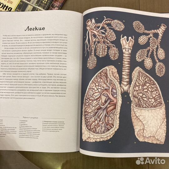 Анатомикум