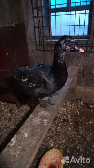 Мускусные утки