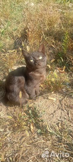 Кошки в добрые руки бесплатно