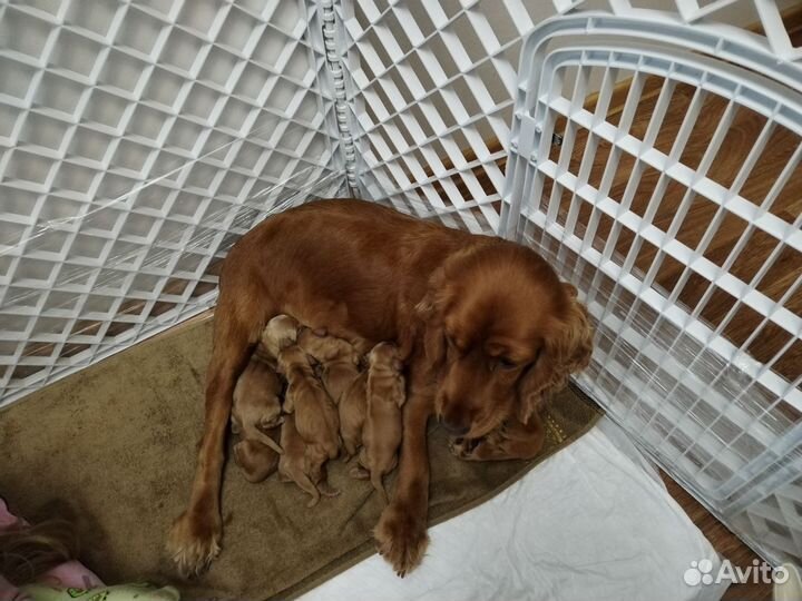 Английский кокер спаниель