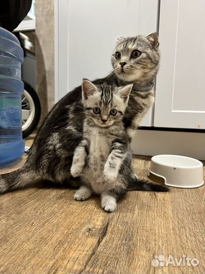 Шотландская