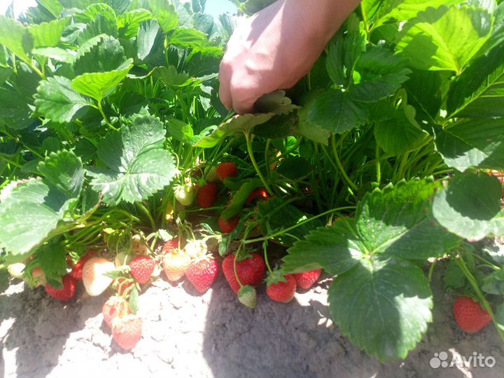 Клубника, земляника. саженцы