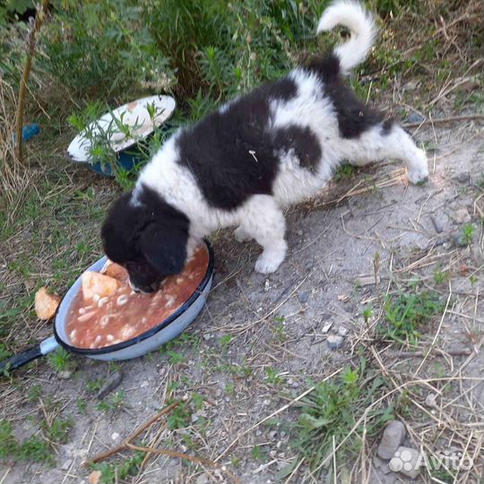 Щенок в добрые руки