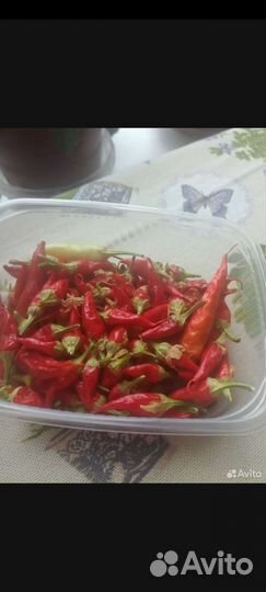 Перец комнатный острый