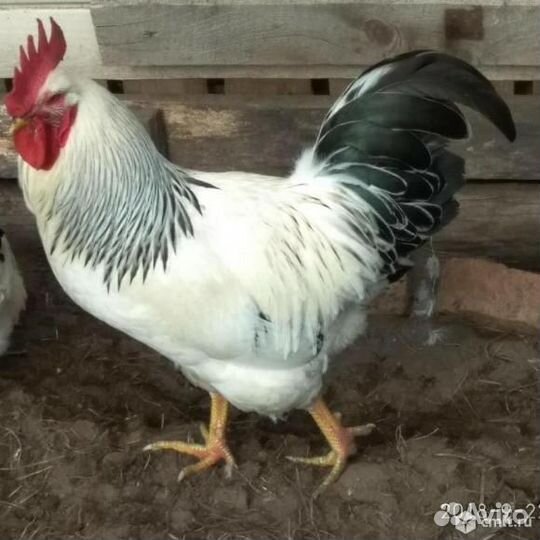 Ия Адлерская Серебристая