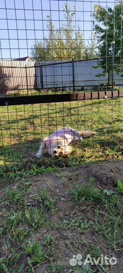 Зоогостиница для собак и кошек