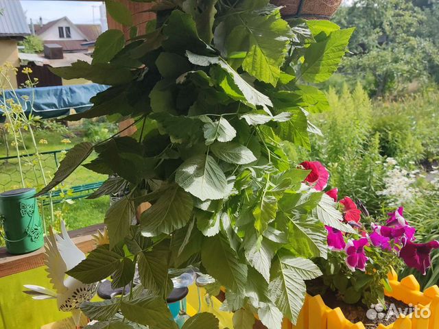 Малина растение хрен смородина укроп вишня