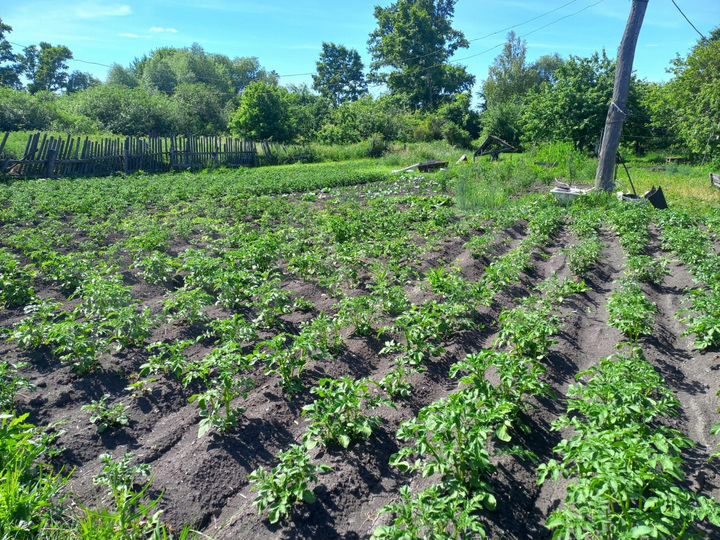 Участок 50 сот. (ИЖС)