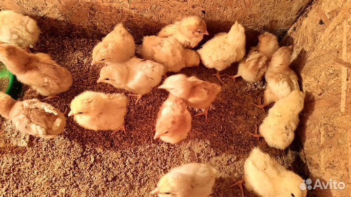 Цыплята несушки подрощенные