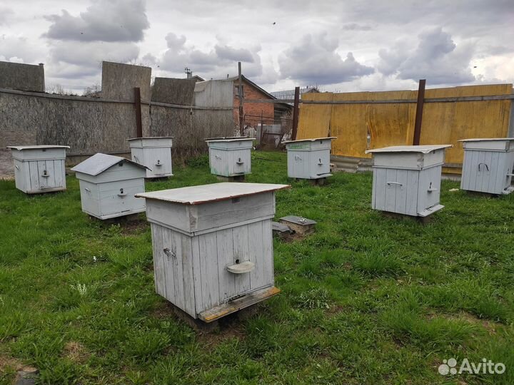 Продам пасеку, пчелы